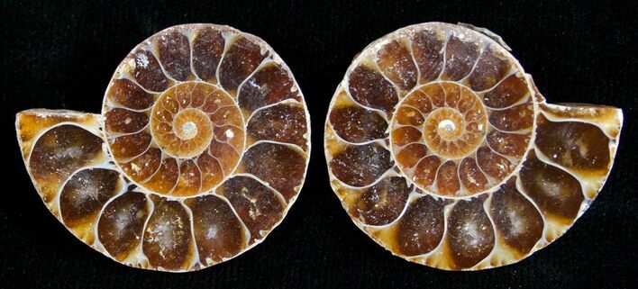 Small Desmoceras Ammonite Pair #5311